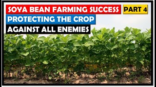 Protecting our Soya Beans Crop: Soya Bean Farming Basics: Part 4