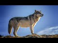 От Волчонка к Волку. Этапы взросления | Film Studio Aves