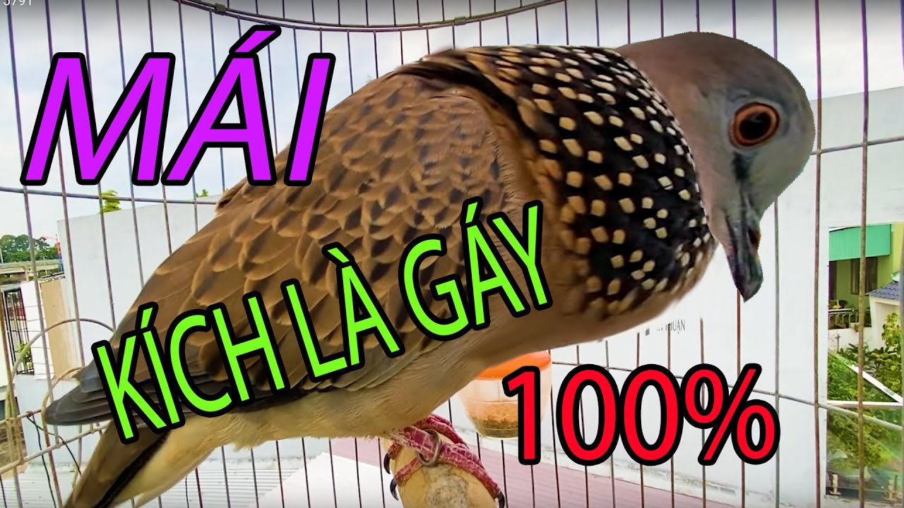 Cu Gáy Mái kích Trống nghe là gáy 100% / Cu gáy Mái Thúc + Gọi Cu Bổi Hiệu Quả