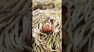 Lets dive into the underwater world of Bali together!