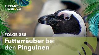 Ein gefundenes Fressen… (Folge 388) | Elefant, Tiger & Co. | MDR