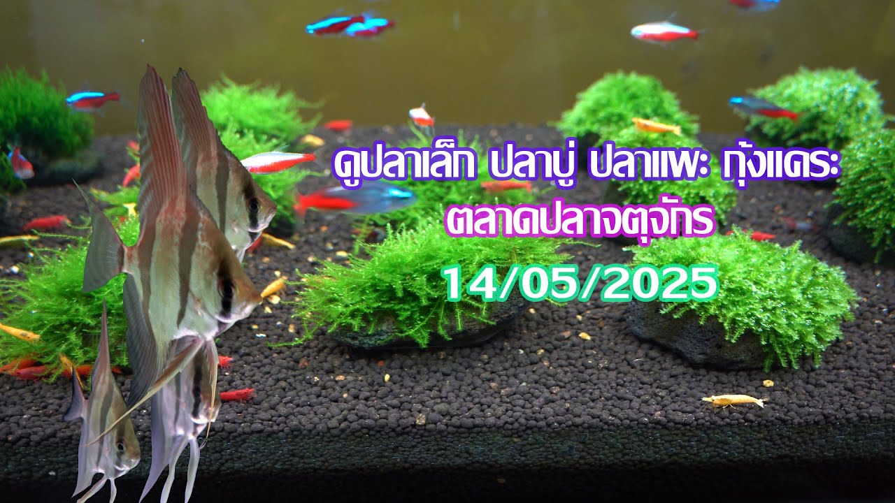 ดูปลาเล็ก ปลาไม้น้ำ ปลาบู่ กุ้งแคระ ตลาดปลาจตุจักร 14/05/2025