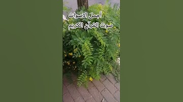 القارئ الشيخ العفاسي ماتيسر من سورة ♥️🤲 يس القرآن الكريم ربيع قلوبنا ونور صدورنا# #ا#راحة_نفسية