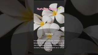 Sacred plants garden के लिए🙄#plants#youtubeshort