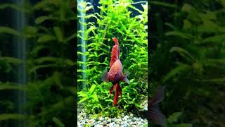 red Betta fish amazing video #viral #animals #wildtv #shortvideo #wildanimals #fish #babyanimals