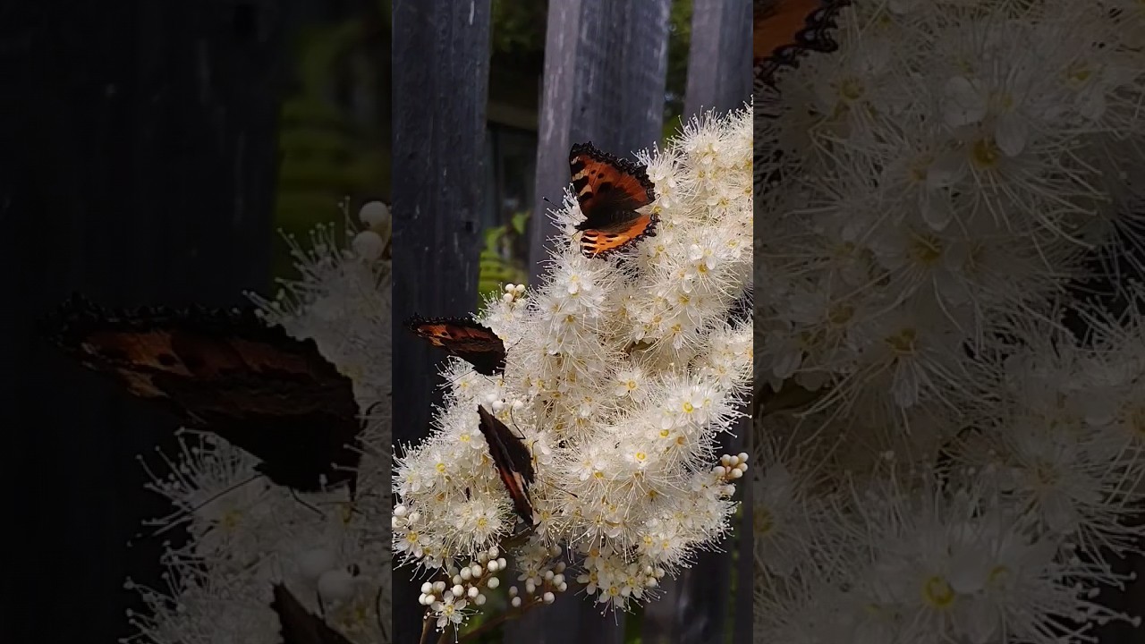 Бабочка крапивница – один из самых популярных и часто встречающихся видов бабочек в нашей полосе