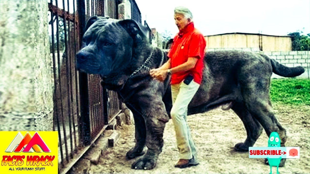 TOP 10 Biggest Guard Dogs In The World Facts Wrack YouTube