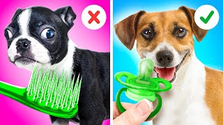 Trate bem seu animal de estimação!😻🐶 As melhores ideias de bricolagem para cães e gatos screenshot 1