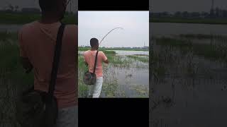 Download Lagu big snakehead fish catching MP3