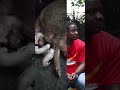 What to do when your PIG is in LABOUR #pig #pigfarmvideo #piggerybusiness #piggy #farming #pigeon