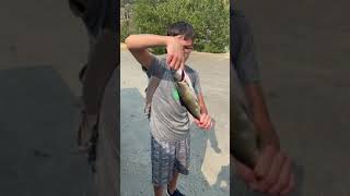 Trinity river spring chinook salmon!