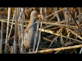 This bird never leaves the reeds – Water rail (Rallus aquaticus)