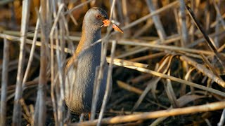 Burung ini tidak pernah meninggalkan alang-alang – Rel air (Rallus Aquaticus)