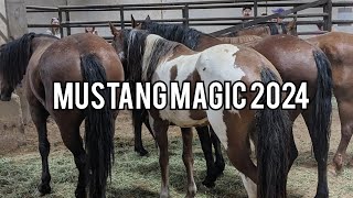 Mustang Magic 2024 | Which horse did I pick?