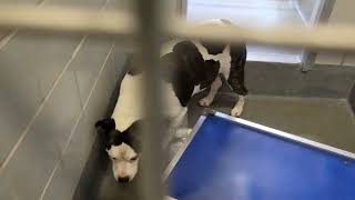 acs A671942