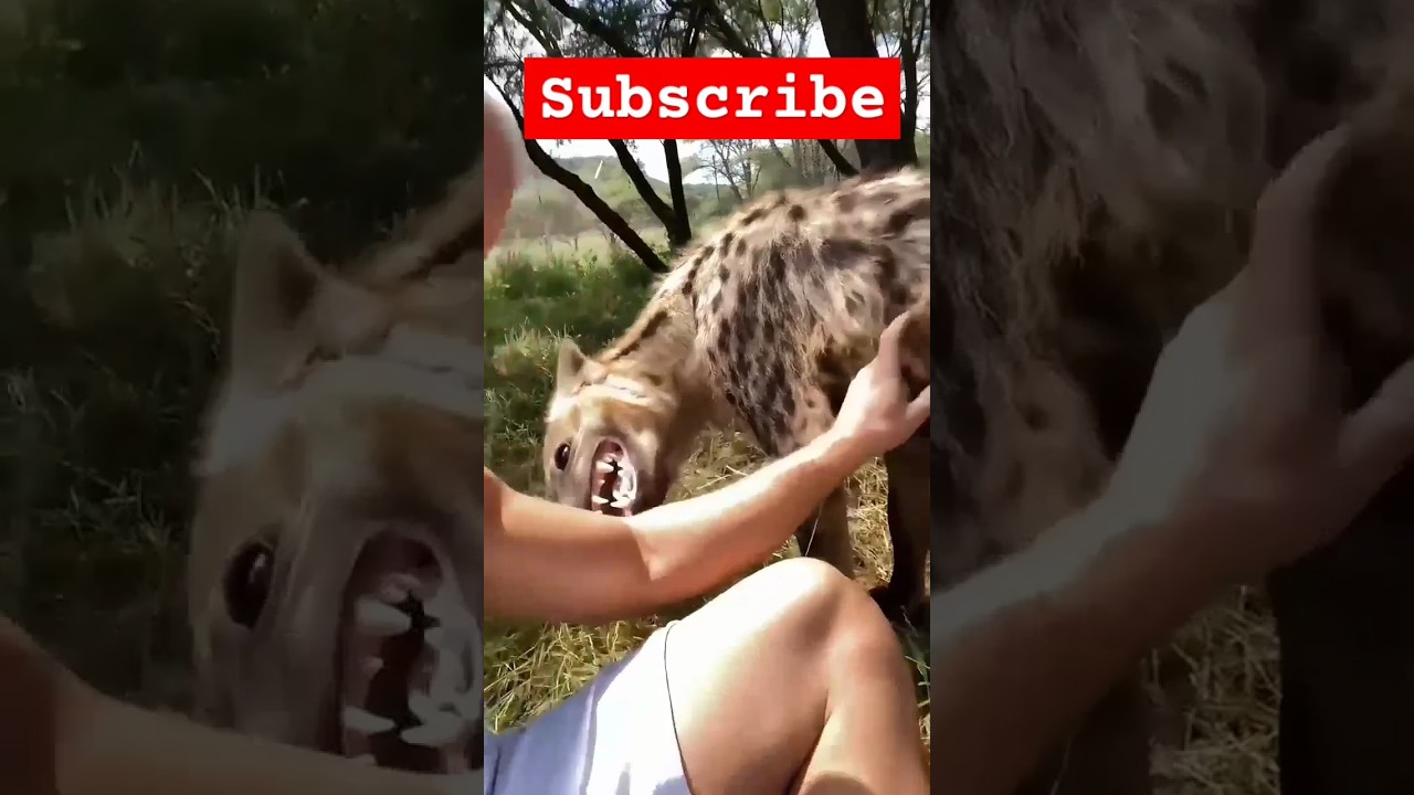 Mira Dangerous animal in world #shorts #reaction #hyena #wildlife #spottedhyena en YouTube Mira Dangerous animal in world #shorts #reaction #hyena #wildlife #spottedhyena en YouTube