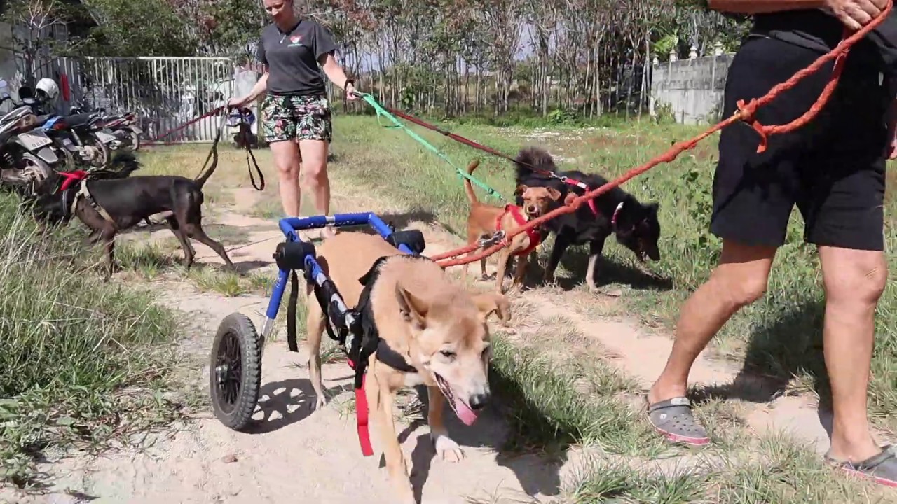 camera iphone 8 plus apk Rescue dog Brave with his new wheels