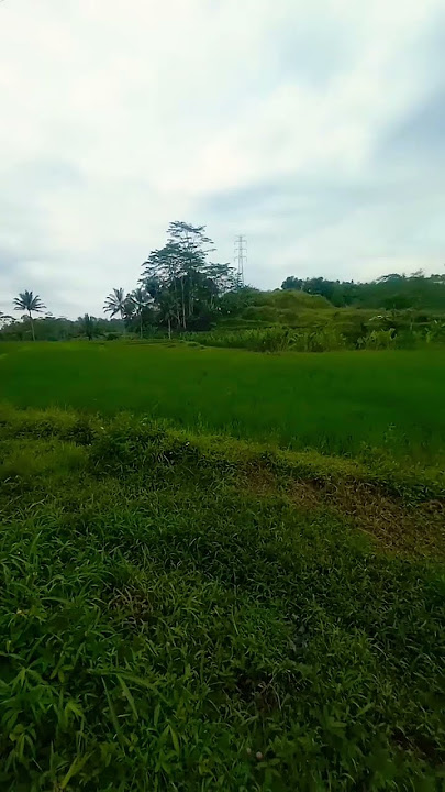 sore hari #suasanapedesaan #sawah #wisataalam