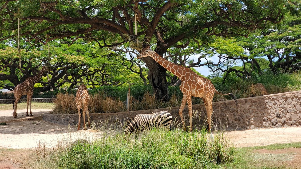 Giraffes and Zebras at Honolulu Zoo, Hawaii YouTube
