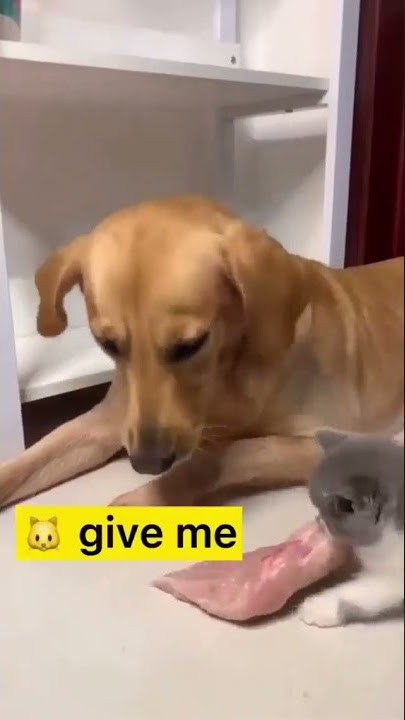 lidah anjing ini panjang sekali 😱 🥰muy lindo so cute, AYO SUBSCRIBE #shorts  let's subscribe 🥰