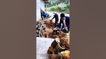 Carving out circular wooden pieces using a mallet and chisel