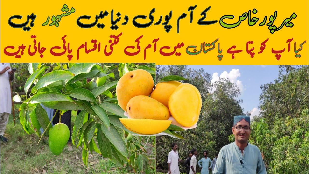 The Real Mango City Of Pakistan It s My Hometown YouTube the-real-mango-city-of-pakistan-it-s-my-hometown-youtube