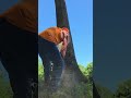 #tree #felling #chainsaw