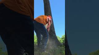 #tree #felling #chainsaw