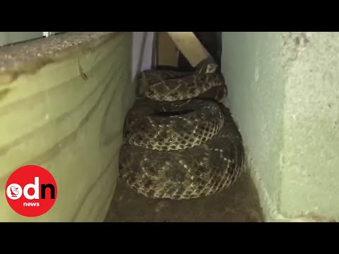 Terrifying! 45 rattlesnakes found under