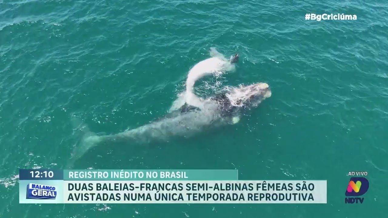Duas baleias-francas semi-albinas são avistadas na mesma temporada