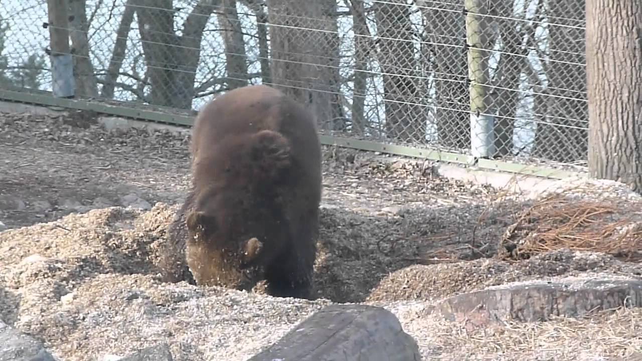 Bear digging a hole at a zoo YouTube