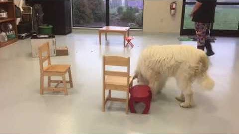 Beginning Elevated Hides - K9 Nose Work