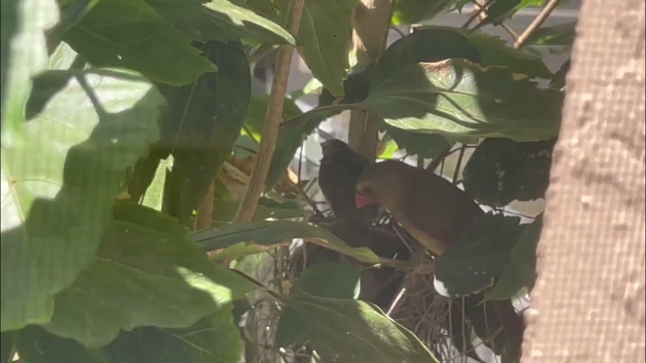 Cardinal nestlings fledge part 1 YouTube