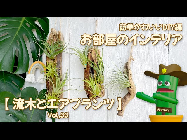 DIY】流木とエアプランツでかわいいお部屋インテリアを作ろう簡単