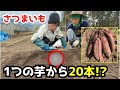 【自家増殖】もうホームセンターで苗を買わない!自分で「自然農法の苗」が作れる「サツマイモ伏せ込み術」