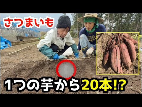 さつまいも苗　200本　5種組み合わせ自由 さつまいも苗 200本 5種組み合わせ自由 苗