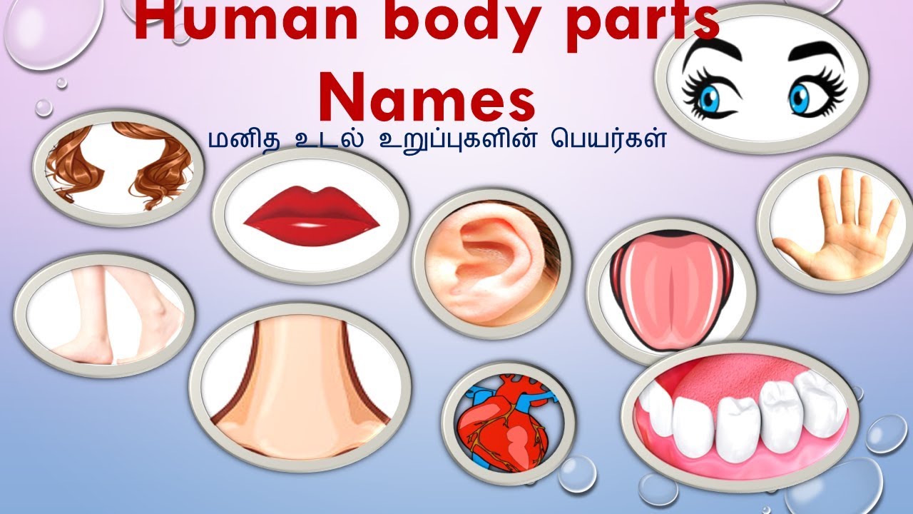 human body parts names With Images | மனித உடல் உறுப்புகள் - YouTube