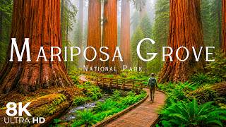 Mariposa Grove 8K | Giant Sequoias, Hidden Forest Trails & Yosemite's Wild Beauty screenshot 4