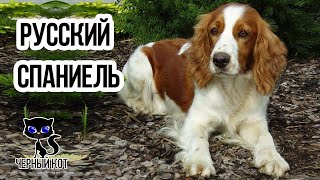 ✔ Русский спаниель - отличная охотничья собака. Плюсы и минусы породы русский спаниель