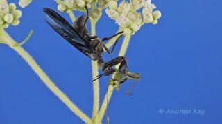 Mantidfly eating Grasshopper in Ecuador