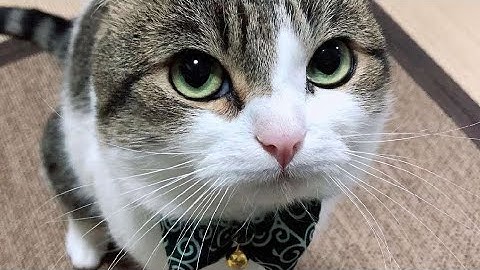 Unbreakable Tenacity [AWK] (Grand Summoners)