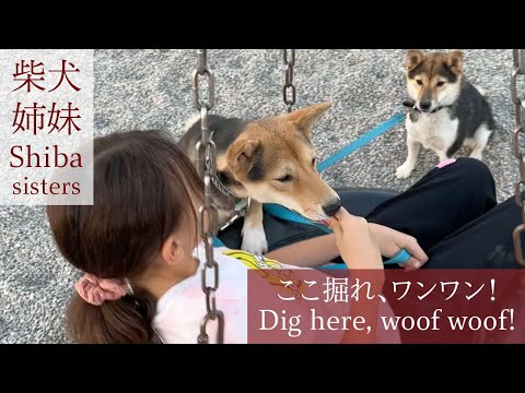 柴犬姉妹、ここ掘れワンワン! Shiba sisters, dig here, woof woof!