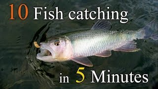 Fly Fishing - Episode 19 - 10 Fish Catching In 5 Minutes