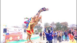 Download Lagu New Rajasthani Dj Song 2020 | New Marwadi Camel Dance | Rajasthani Video Song Download Lagu New Rajasthani Dj Song 2020 | New Marwadi Camel Dance | Rajasthani Video Song
