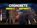 ИЗУМЯВАЩИ ФАКТИ за СЛОНОВЕТЕ: ВЕЛИЧИЕТО на ГИГАНТИТЕ отблизо #animals #elephant