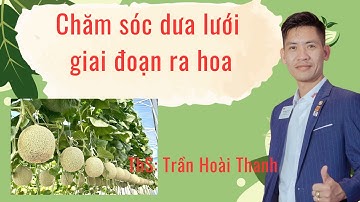 Chăm sóc dưa lưới giai đoạn ra hoa