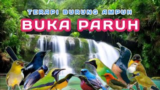 TERAPI AIR SEMUA JENIS BURUNG , TERAPI SEMUA JENIS BURUNG AGAR GACOR , TERAPI AIR MENGALIR BURUNG