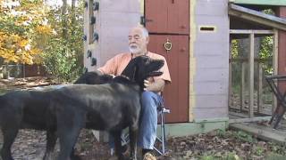 High Diving Dogs