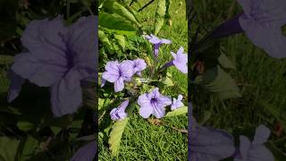 Tanaman Pletekan Si Kencana Ungu Liar  Ruellia Tuberosa pletekan ruelliatuberosa