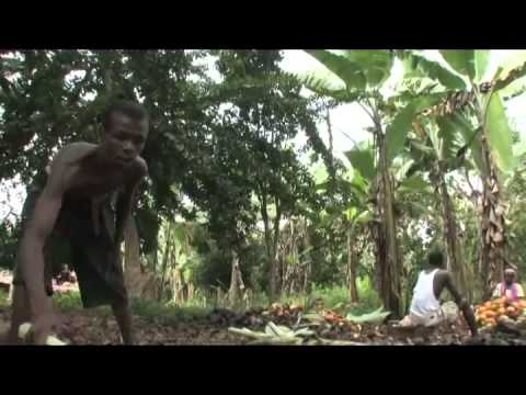 Video: Användbara Egenskaper Hos Kakaobönor